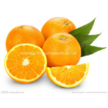 Laranja de umbigo fresco de nova safra